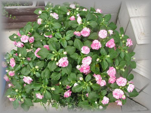 カルフォルニアローズ