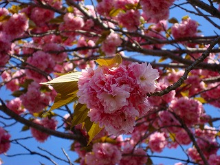 八重桜　3