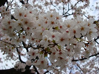 石刀　　桜