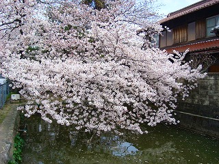 池ノ上の桜