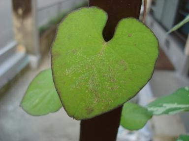 朝顔　葉　5