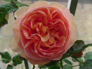 アブラハム・ダービー