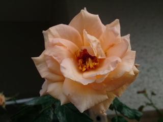 ブレスオブライフ