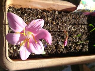 ゼフィランサス