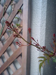 ハゴロモジャスミン