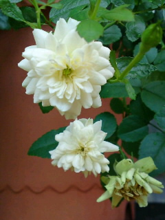 グリーンアイス