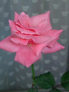 クイーンエリザベス