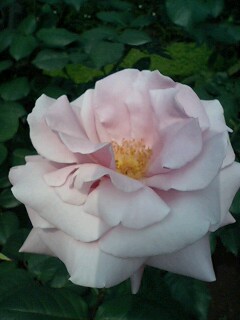 旧古河邸庭園のバラ