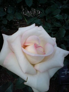 旧古河邸庭園のバラ