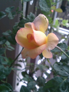 キッス・オブ・フェリア