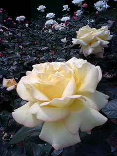 旧古河邸庭園のバラ