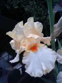 旧古河邸庭園のアイリス