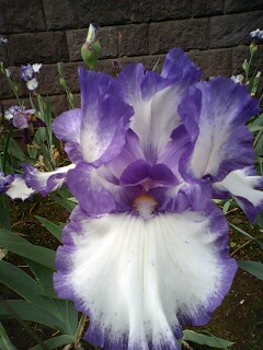 旧古河邸庭園のアイリス