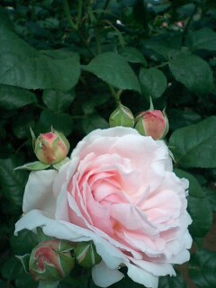 旧古河邸庭園のバラ