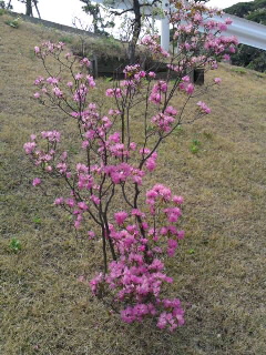 ミツバツツジ（４/１０)