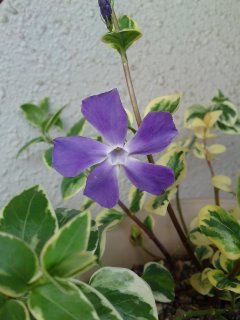 ツルニチニチソウ