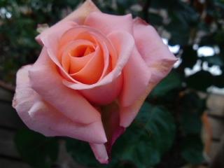 タンジェリーナ