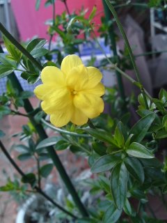 ウンナンオウバイ