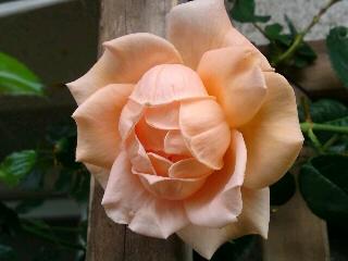 ブレス・オブ・ライフ