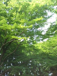 旧古河邸日本庭園