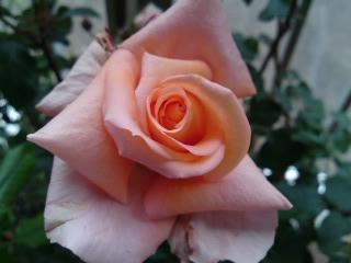 タンジェリーナ