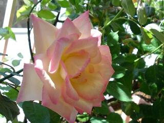 プリンセスドゥモナコ