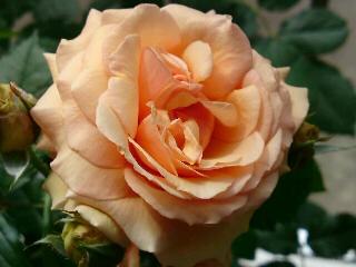 フレグラント・アプリコット