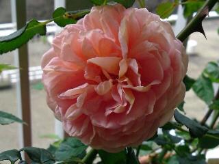 アブラハム・ダービー