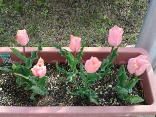 施設に植えたチューリップ