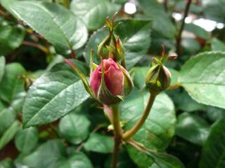 メアリーローズ