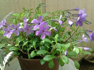 ツルハナシノブ