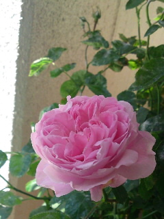 メアリーローズ