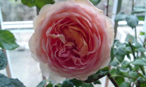 アブラハム・ダービー