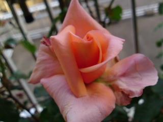 タンジェリーナ