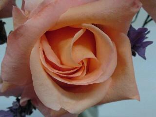 タンジェリーナ