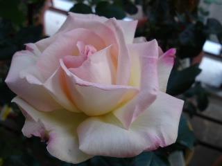 プリンセス・ドゥ・モナコ