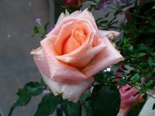 タンジェリーナ