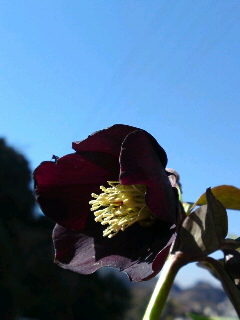 シングルダークレッド