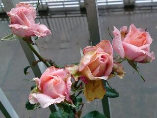 タンジェリーナ