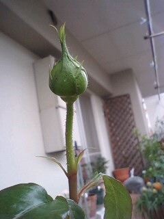 アブラハムダービー