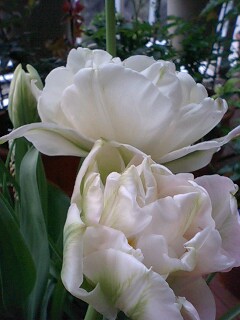 マウントタコマ