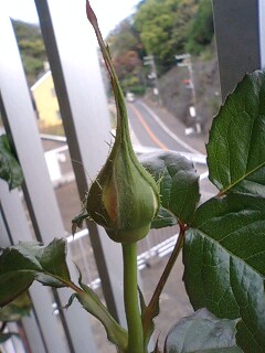 フレグラントアプリコット