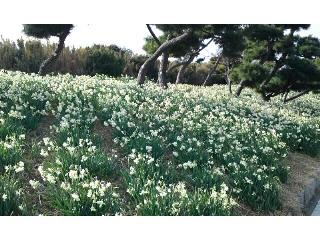 城ケ島公園の水仙