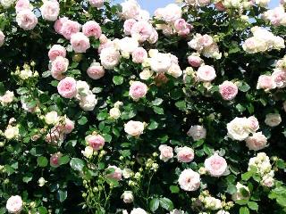 ピエール・ドゥ・ロンサール