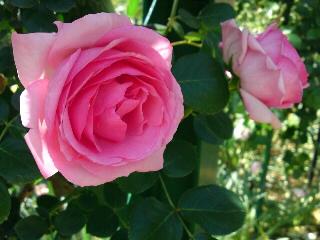 つるヒストリー