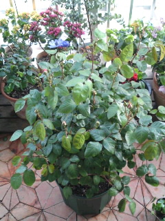 ＥＲ　メアリーローズ