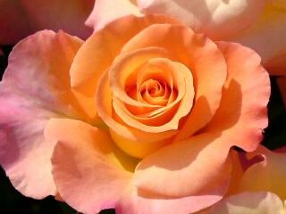 ポールリガード