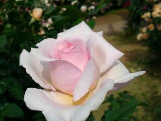 アンドレノートル