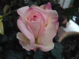 プリンセス・ドゥ・モナコ