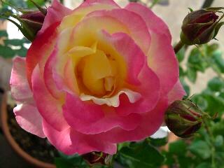 キッスオブフェリア